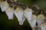 Mountain fetterbush